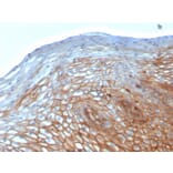 Immunohistochemistry - Anti-Drebrin Antibody [DBN1/2880] (A248322) - Antibodies.com