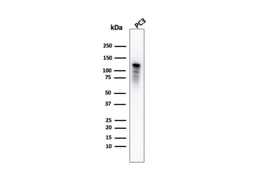 Western Blot - Anti-Drebrin Antibody [DBN1/2880] (A248322) - Antibodies.com
