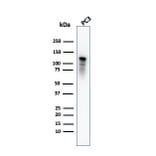 Western Blot - Anti-Drebrin Antibody [DBN1/2880] (A248322) - Antibodies.com