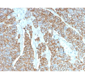 Immunohistochemistry - Anti-Drebrin Antibody [DBN1/3393] (A248323) - Antibodies.com