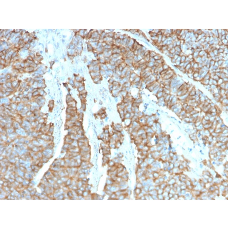 Immunohistochemistry - Anti-Drebrin Antibody [DBN1/3393] (A248323) - Antibodies.com