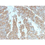 Immunohistochemistry - Anti-Drebrin Antibody [DBN1/3393] (A248323) - Antibodies.com