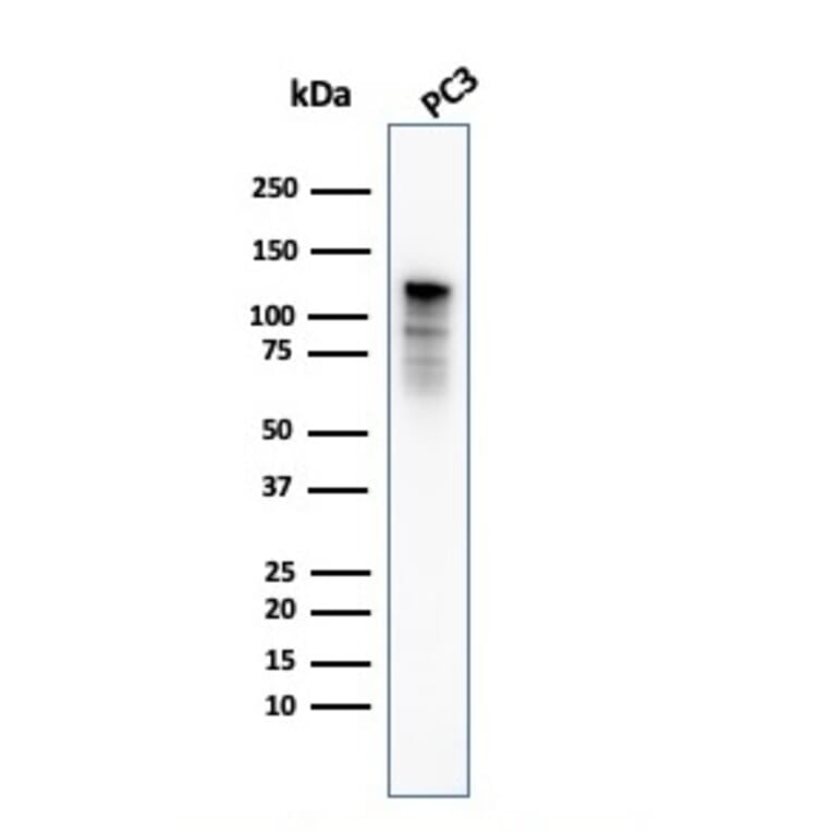 Western Blot - Anti-Drebrin Antibody [DBN1/3393] (A248323) - Antibodies.com