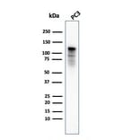 Western Blot - Anti-Drebrin Antibody [DBN1/3393] (A248323) - Antibodies.com