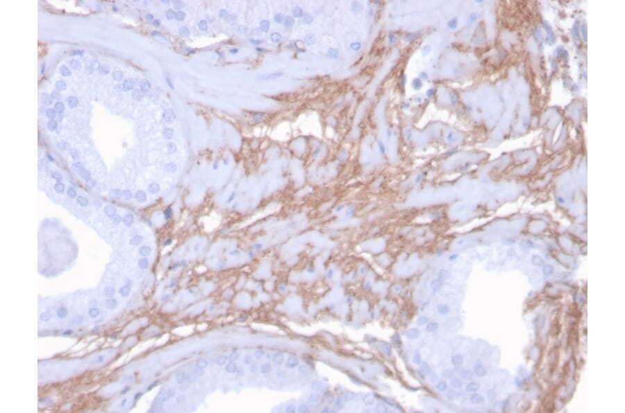 Immunohistochemistry - Anti-Decorin Antibody [DCN/3523] (A248325) - Antibodies.com