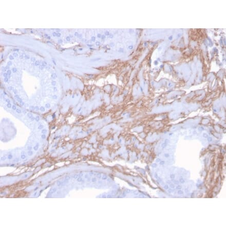 Immunohistochemistry - Anti-Decorin Antibody [DCN/3523] (A248325) - Antibodies.com
