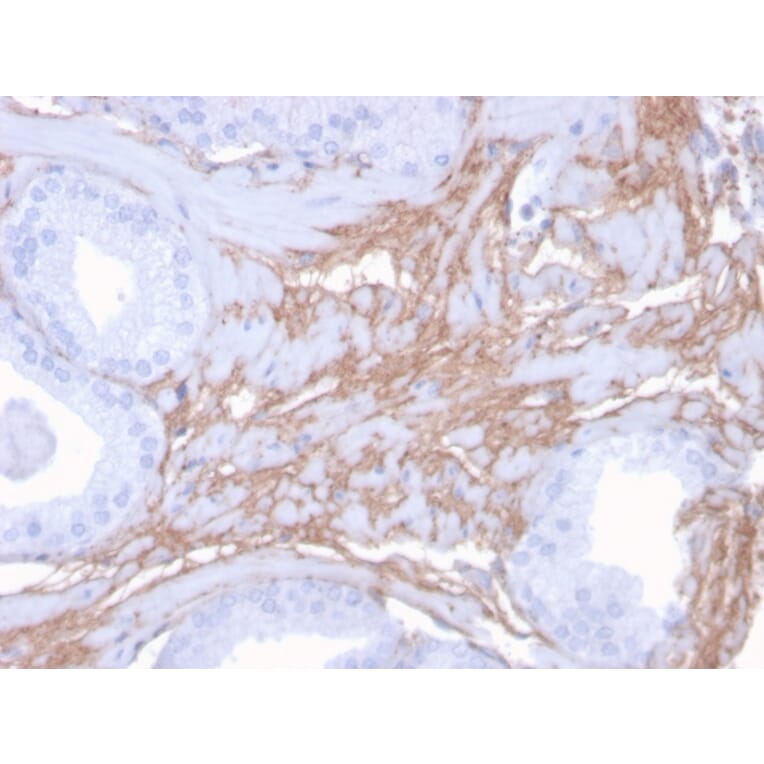 Immunohistochemistry - Anti-Decorin Antibody [DCN/3523] (A248325) - Antibodies.com