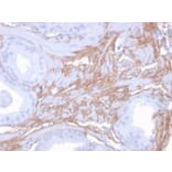 Immunohistochemistry - Anti-Decorin Antibody [DCN/3523] (A248325) - Antibodies.com