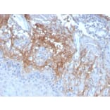Immunohistochemistry - Anti-Decorin Antibody [DCN/3523] (A248325) - Antibodies.com