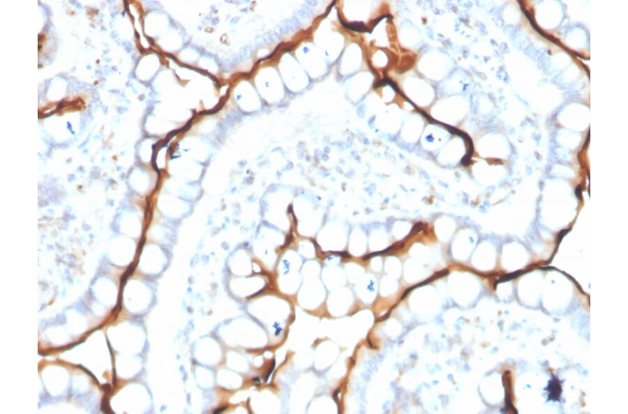 Immunohistochemistry - Anti-Angiotensin Converting Enzyme 1 Antibody [ACE/3763] (A248327) - Antibodies.com