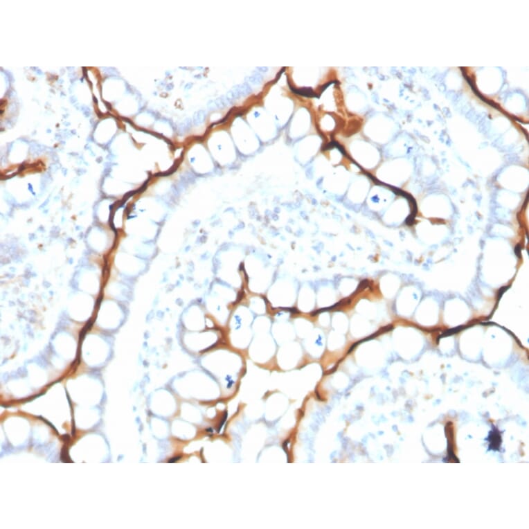 Immunohistochemistry - Anti-Angiotensin Converting Enzyme 1 Antibody [ACE/3763] (A248327) - Antibodies.com