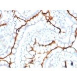 Immunohistochemistry - Anti-Angiotensin Converting Enzyme 1 Antibody [ACE/3763] (A248327) - Antibodies.com