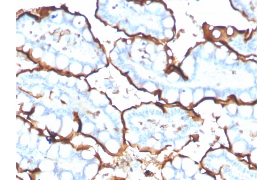 Immunohistochemistry - Anti-Angiotensin Converting Enzyme 1 Antibody [ACE/3765] (A248329) - Antibodies.com