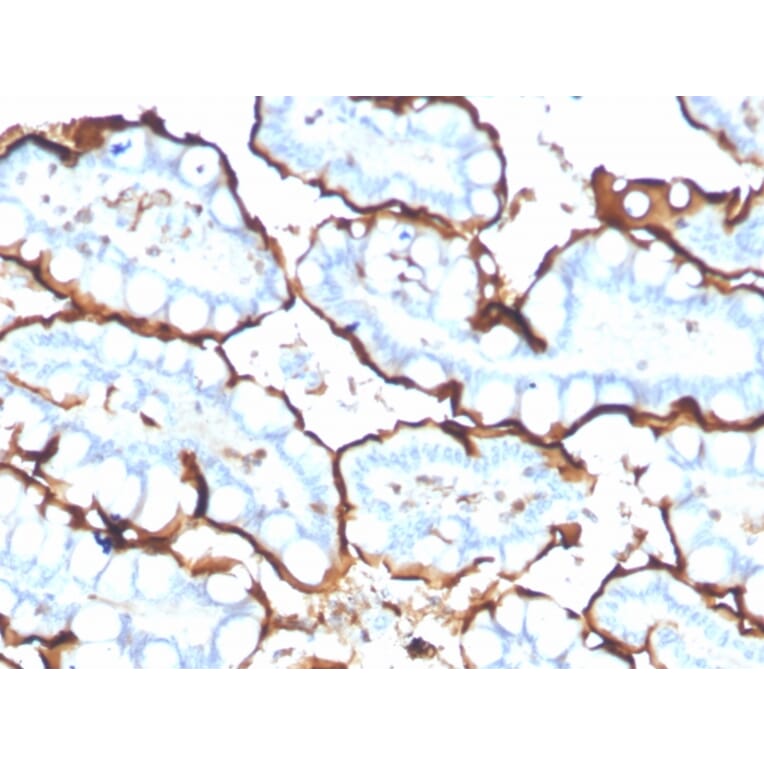 Immunohistochemistry - Anti-Angiotensin Converting Enzyme 1 Antibody [ACE/3765] (A248329) - Antibodies.com