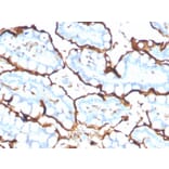 Immunohistochemistry - Anti-Angiotensin Converting Enzyme 1 Antibody [ACE/3765] (A248329) - Antibodies.com