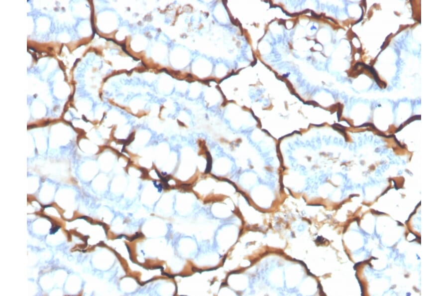 Immunohistochemistry - Anti-Angiotensin Converting Enzyme 1 Antibody [ACE/3765] (A248328) - Antibodies.com