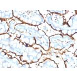 Immunohistochemistry - Anti-Angiotensin Converting Enzyme 1 Antibody [ACE/3765] (A248328) - Antibodies.com