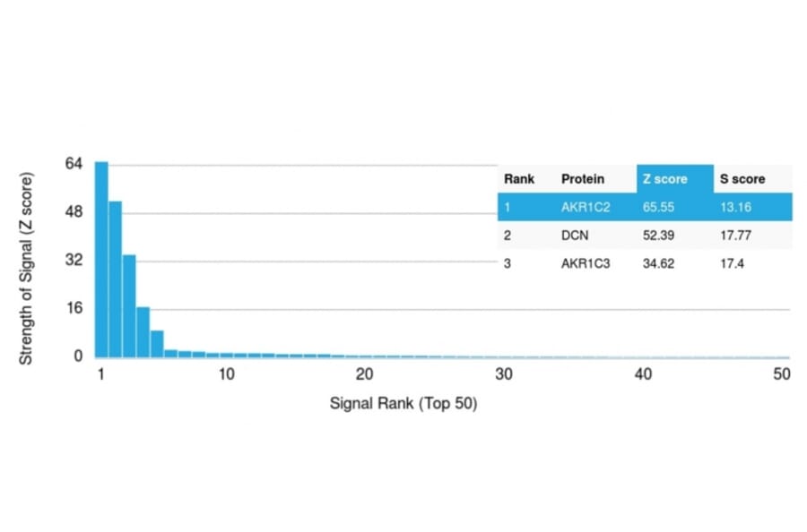 Protein Array - Anti-AKR1C2 Antibody [CPTC-AKR1C2-1] (A248330) - Antibodies.com