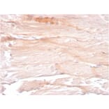 Immunohistochemistry - Anti-Dystrophin Antibody [DMD/3241] (A248340) - Antibodies.com