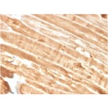 Immunohistochemistry - Anti-Dystrophin Antibody [DMD/3244] (A248343) - Antibodies.com