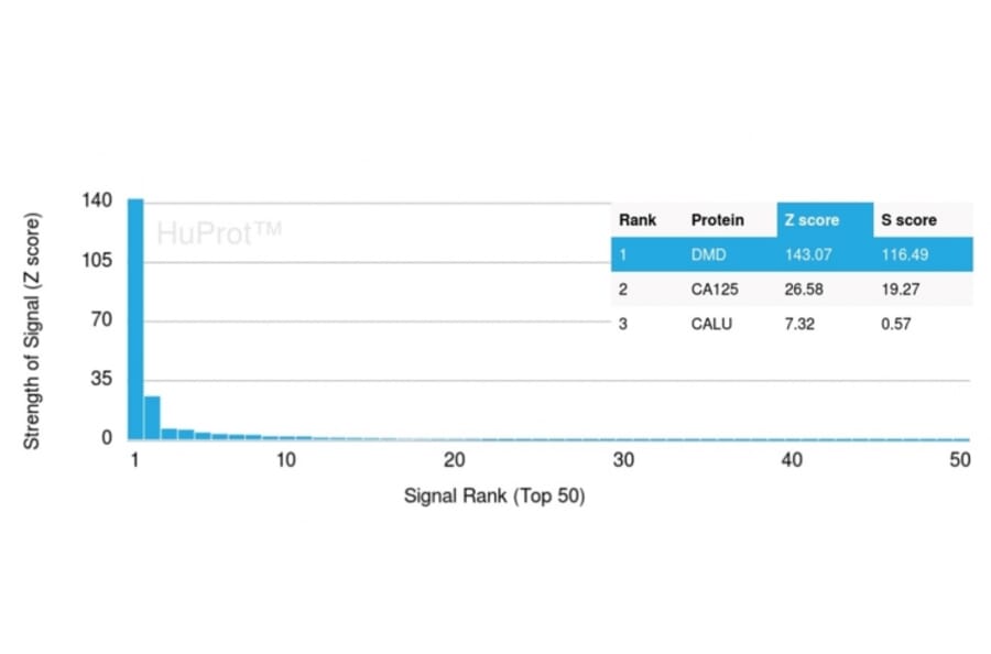 Protein Array - Anti-Dystrophin Antibody [DMD/3244] (A248342) - Antibodies.com