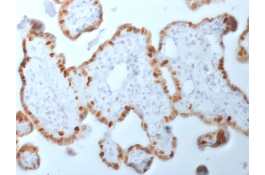 Immunohistochemistry - Anti-DNMT1 Antibody [DNMT1/2061] (A248345) - Antibodies.com