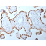 Immunohistochemistry - Anti-DNMT1 Antibody [DNMT1/2061] (A248345) - Antibodies.com