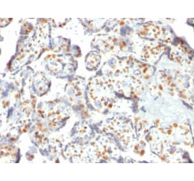 Immunohistochemistry - Anti-DNMT3A Antibody [PCRP-DNMT3A-1E2] (A248347) - Antibodies.com