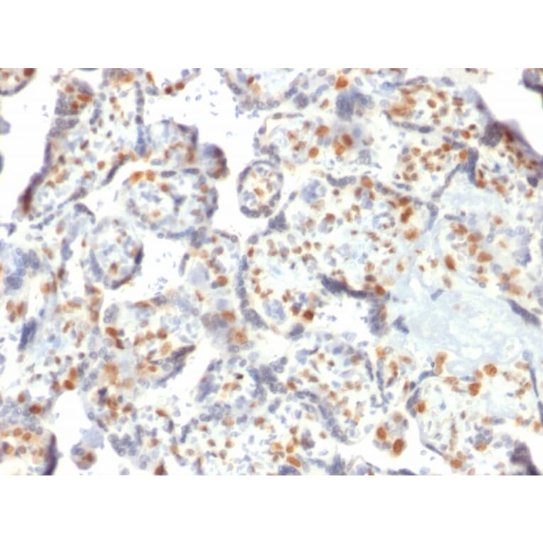 Immunohistochemistry - Anti-DNMT3A Antibody [PCRP-DNMT3A-1E2] (A248347) - Antibodies.com