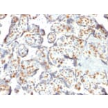 Immunohistochemistry - Anti-DNMT3A Antibody [PCRP-DNMT3A-1E2] (A248347) - Antibodies.com