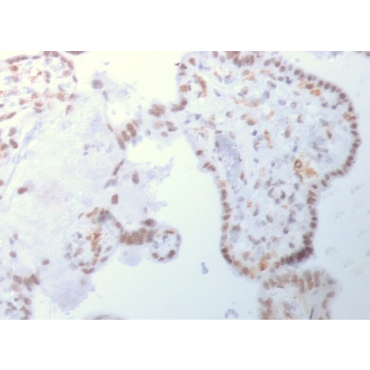 Immunohistochemistry - Anti-DNMT3A Antibody [PCRP-DNMT3A-1E2] (A248347) - Antibodies.com
