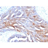 Immunohistochemistry - Anti-TAG72 Antibody [B72.3] (A248356) - Antibodies.com