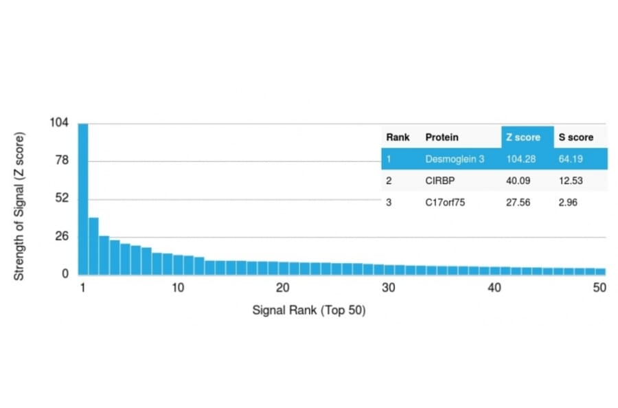 Protein Array - Anti-Desmoglein 3 Antibody [DSG3/2839] (A248378) - Antibodies.com