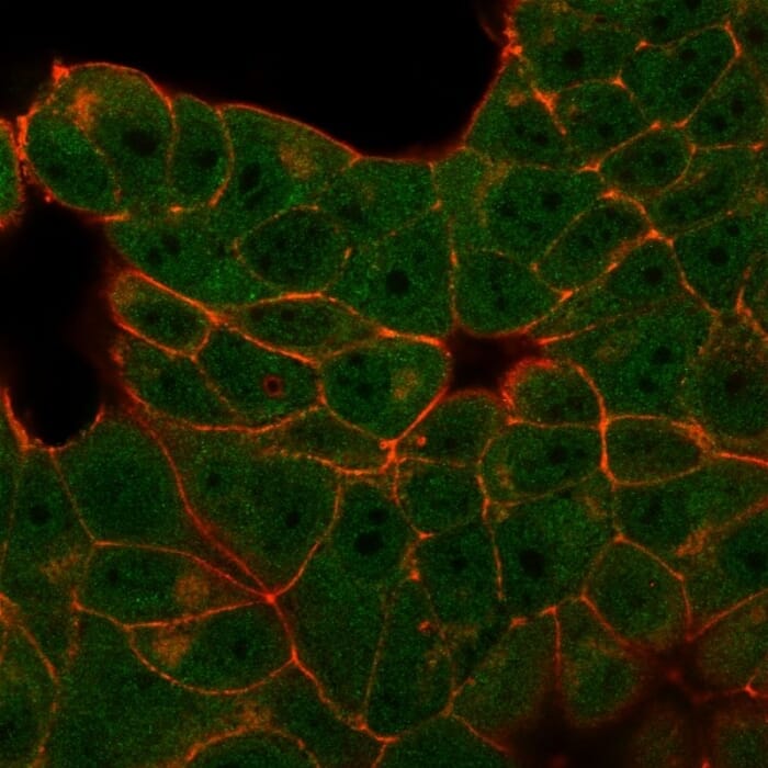Immunofluorescent analysis of PFA fixed MCF-7 cells stained with Anti-E4F1 Antibody [PCRP-E4F1-2D1] followed by Goat Anti-Mouse IgG (CF&#174; 488) (Green). Counterstain is Phalloidin (Red).