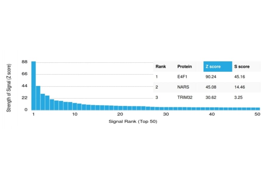 Protein Array - Anti-E4F1 Antibody [PCRP-E4F1-2D1] (A248379) - Antibodies.com
