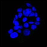 Immunofluorescence - Anti-EGFR Antibody [GFR450] (A248398) - Antibodies.com