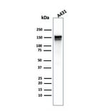 Western Blot - Anti-EGFR Antibody [GFR/1667] (A248407) - Antibodies.com