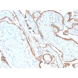 Immunohistochemistry - Anti-EGFR Antibody [GFR/2968R] (A248410) - Antibodies.com