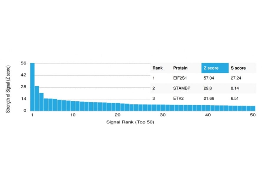 Protein Array - Anti-EIF2S1 Antibody [PCRP-EIF2S1-1C11] (A248412) - Antibodies.com