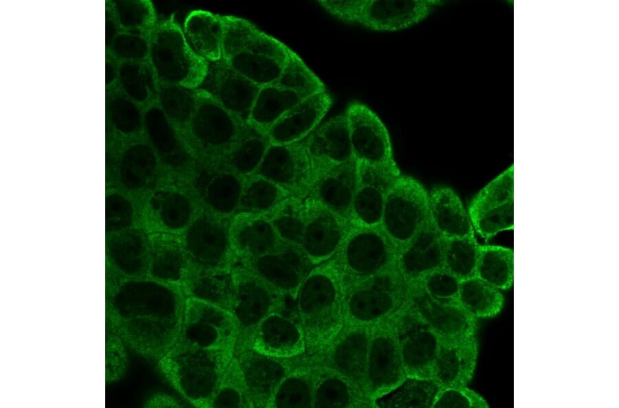 Immunofluorescence - Anti-EIF2S1 Antibody [PCRP-EIF2S1-1E2] (A248414) - Antibodies.com