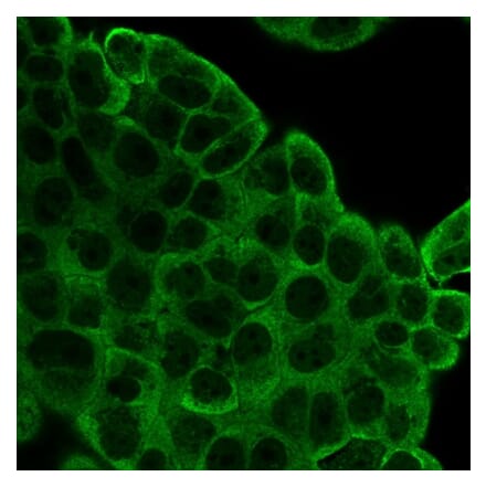 Immunofluorescence - Anti-EIF2S1 Antibody [PCRP-EIF2S1-1E2] (A248414) - Antibodies.com