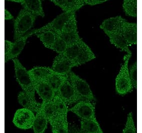 Immunofluorescence - Anti-EIF4E Antibody [PCRP-EIF4E-1D3] (A248416) - Antibodies.com