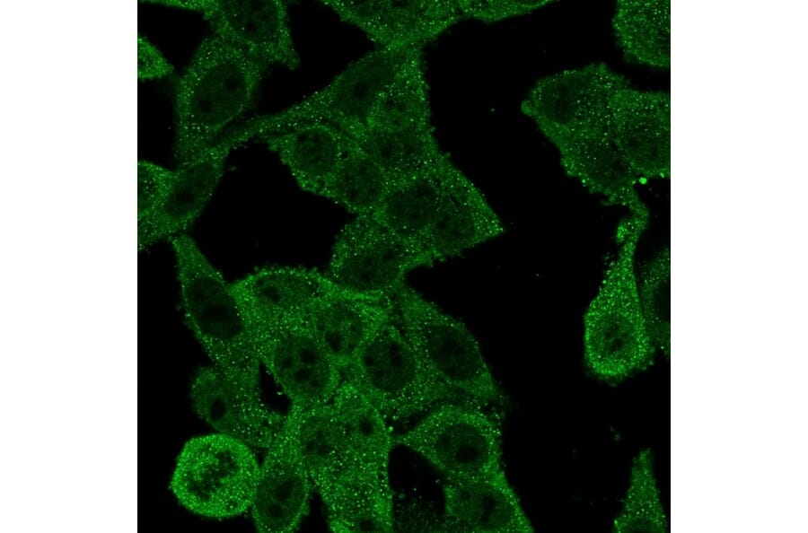 Immunofluorescence - Anti-EIF4E Antibody [PCRP-EIF4E-1D3] (A248416) - Antibodies.com