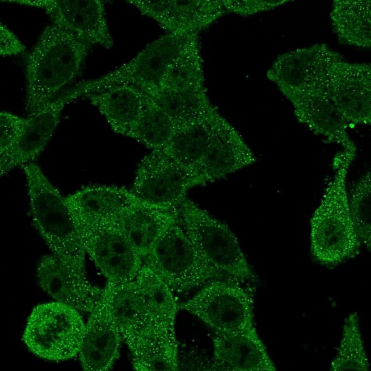 Immunofluorescence - Anti-EIF4E Antibody [PCRP-EIF4E-1D3] (A248416) - Antibodies.com