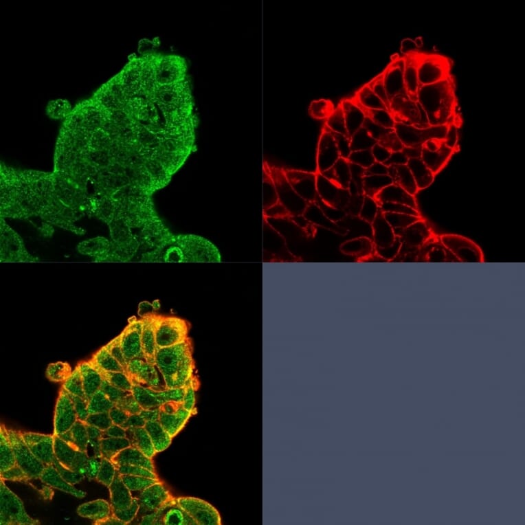 Immunofluorescence - Anti-EIF4E Antibody [PCRP-EIF4E-1D3] (A248416) - Antibodies.com