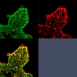 Immunofluorescence - Anti-EIF4E Antibody [PCRP-EIF4E-1D3] (A248416) - Antibodies.com
