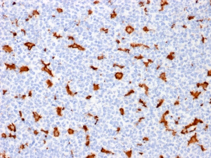 Anti-Iba1 Antibody [AIF1/1909] (A248417)