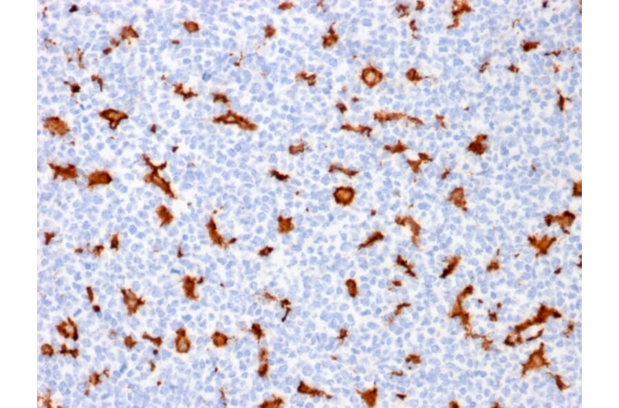Immunohistochemistry - Anti-Iba1 Antibody [AIF1/1909] (A248417) - Antibodies.com