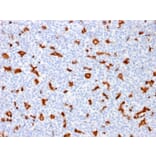 Immunohistochemistry - Anti-Iba1 Antibody [AIF1/1909] (A248417) - Antibodies.com