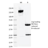 SDS-PAGE - Anti-Iba1 Antibody [AIF1/1909] (A248417) - Antibodies.com